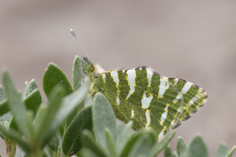 Euchloe belemia