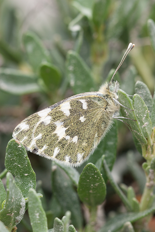 Pontia daplidice