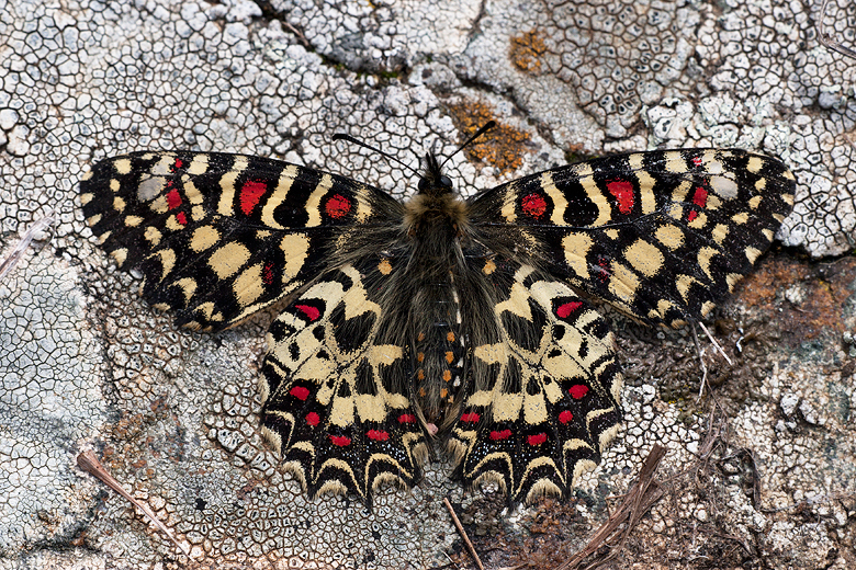 Zerynthia rumina