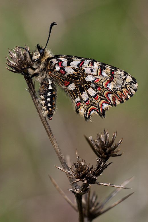 Zerynthia rumina