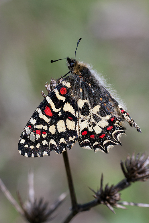 Zerynthia rumina