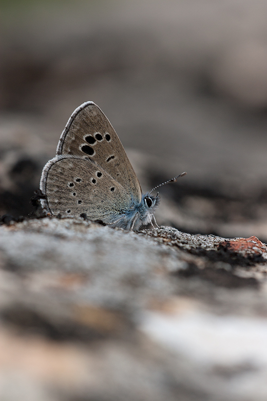 Glaucopsyche melanops