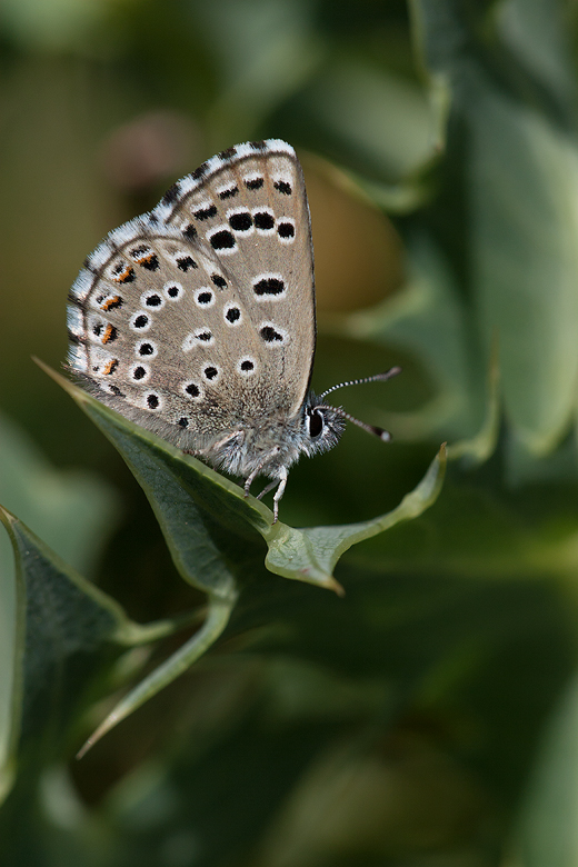 Pseudophilotes panoptes