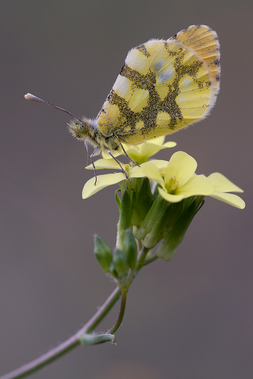 Anthocharis euphenoides