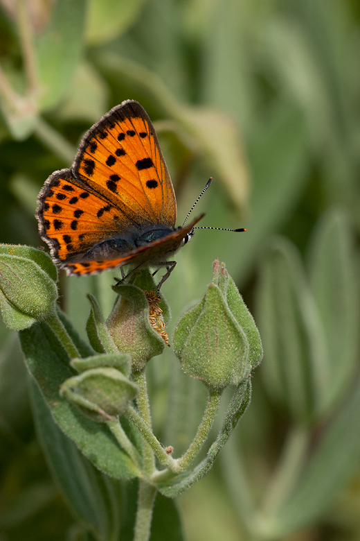 Lycaena alciphron (gordius)