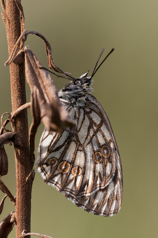 Melanargia occitanica