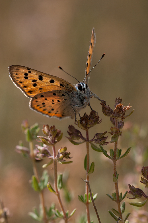 Lycaena alciphron (gordius)