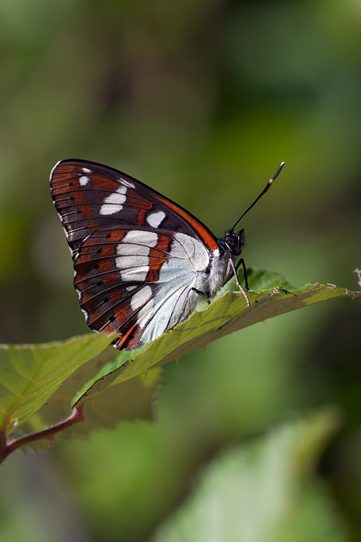 Limenitis reducta