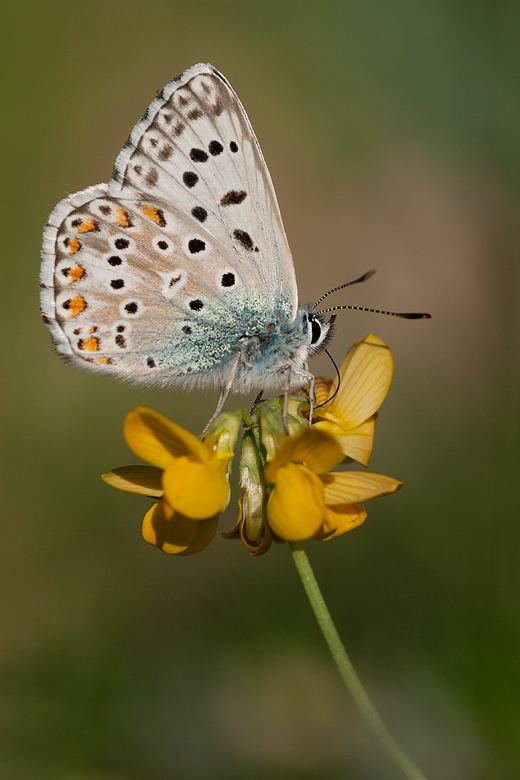 Polyommatus hispanus