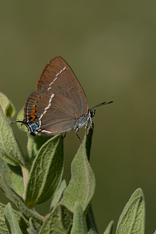 Satyrium spini