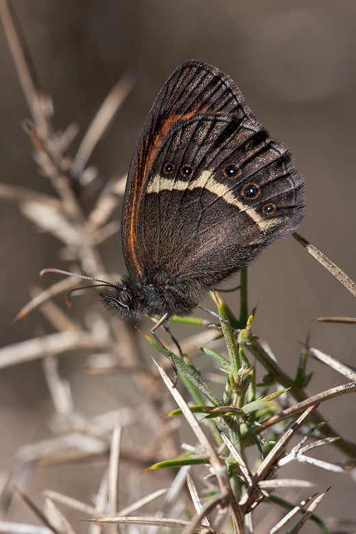 Pyronia bathseba