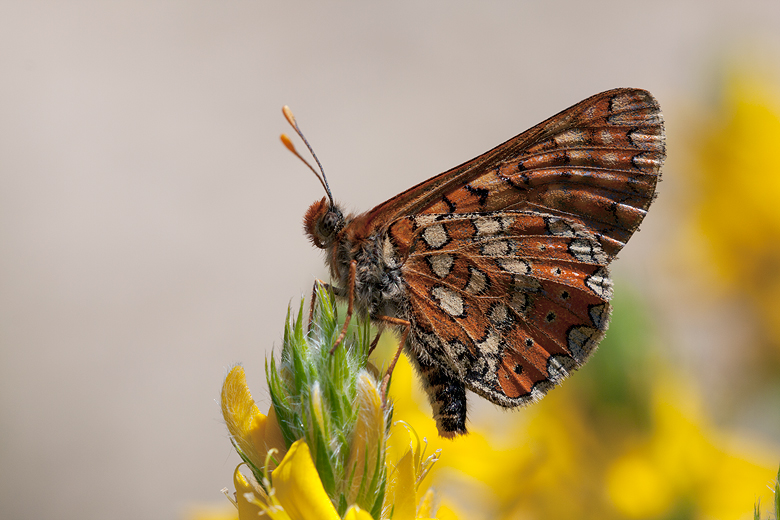 Euphydryas aurinia (beckeri)