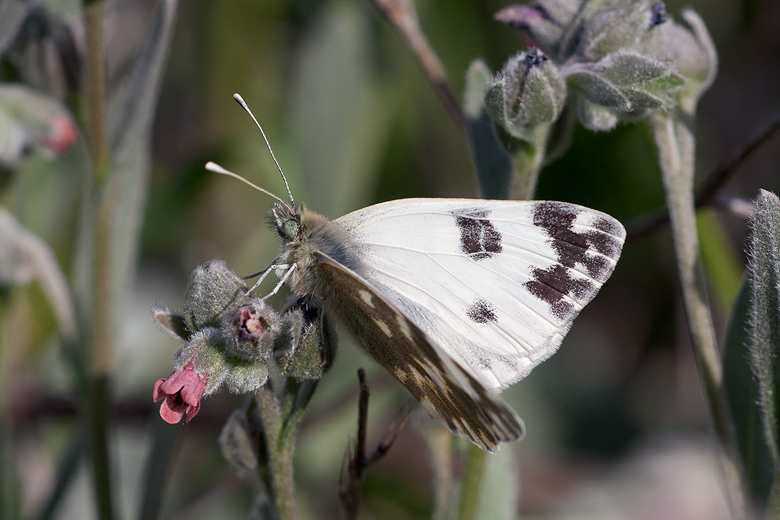 Pontia daplidice