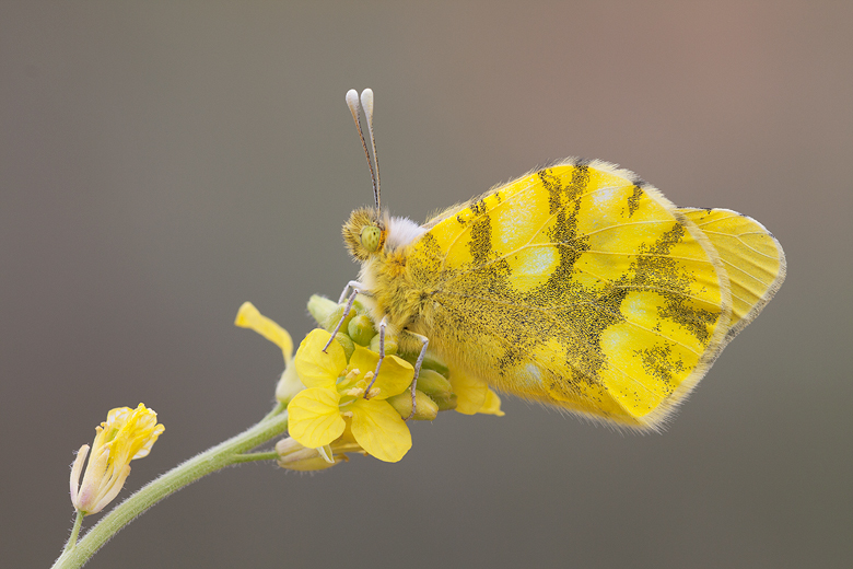 Zegris eupheme