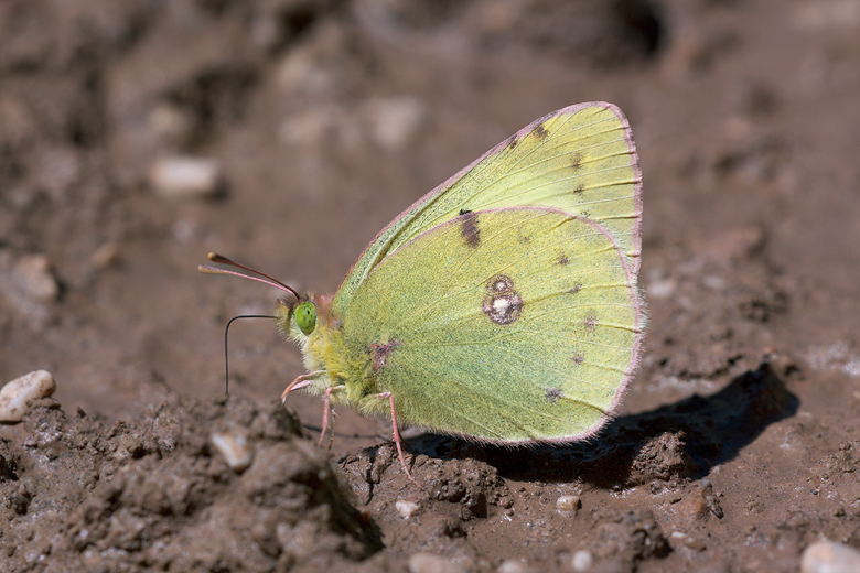 Colias alfacariensis