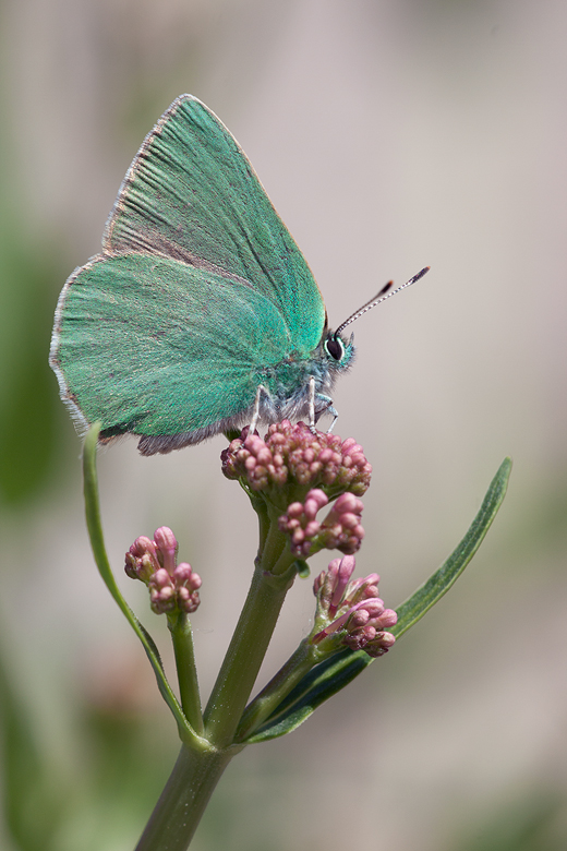 Callophrys paulae