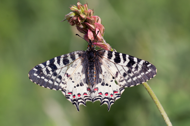 Zerynthia deyrollei