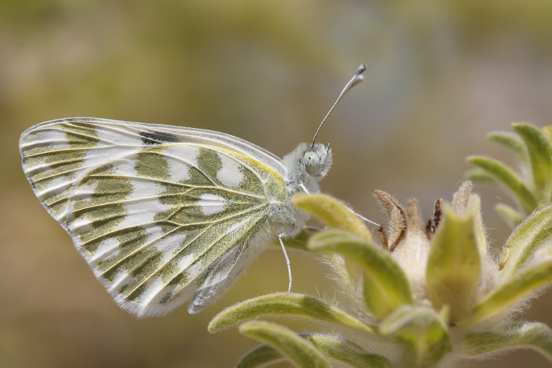 Pontia edusa