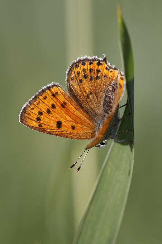 Lycaena thersamon