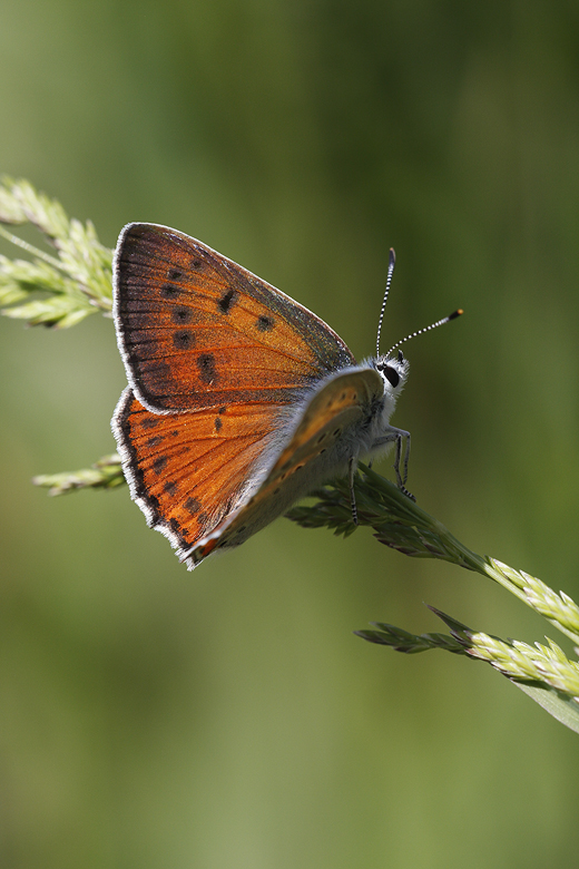 Lycaena alciphron (melibaeus)