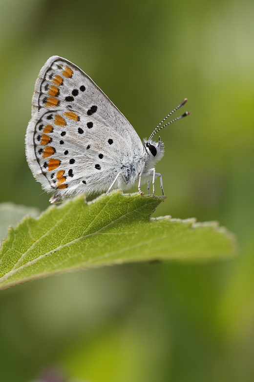 Aricia agestis