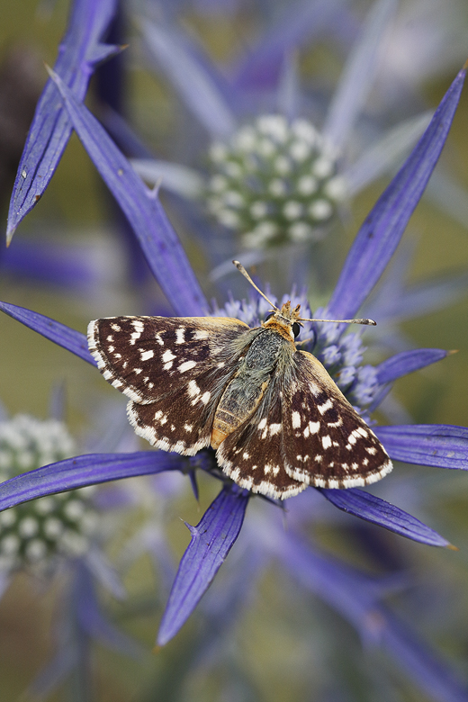 Spialia sertorius