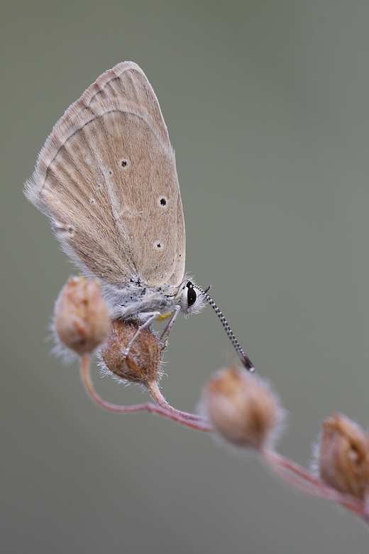 Polyommatus virgilius