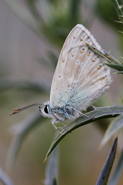 Polyommatus coridon