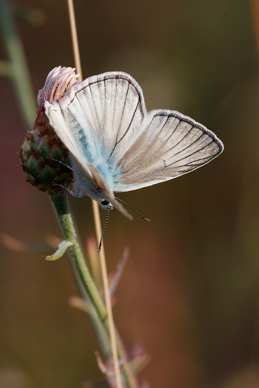 Polyommatus virgilius