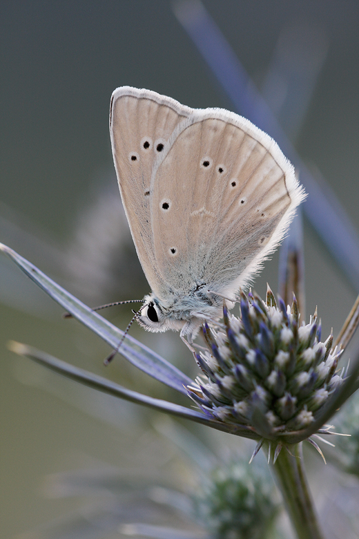 Polyommatus virgilius