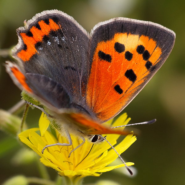 Lycaena phlaeas