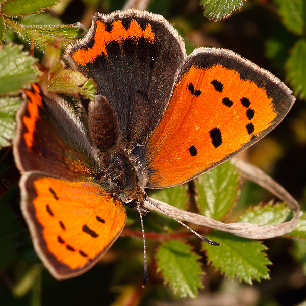 Lycaena phlaeas