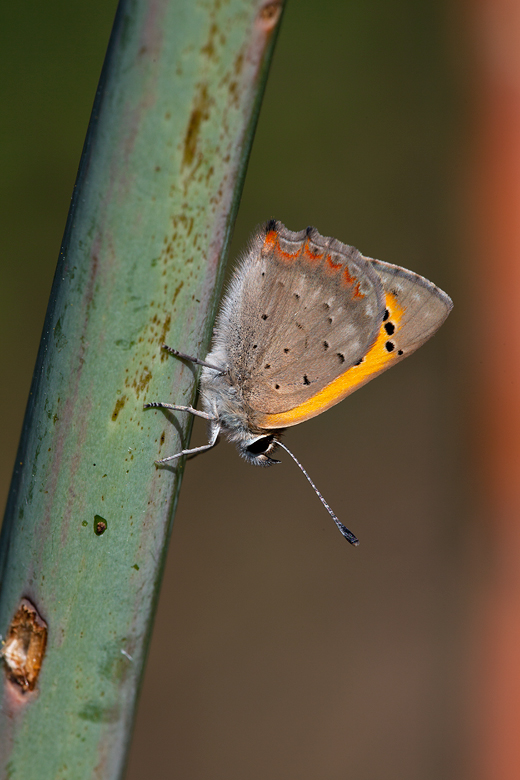 Lycaena phlaeas