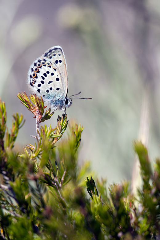 Plebejus idas (bellieri)