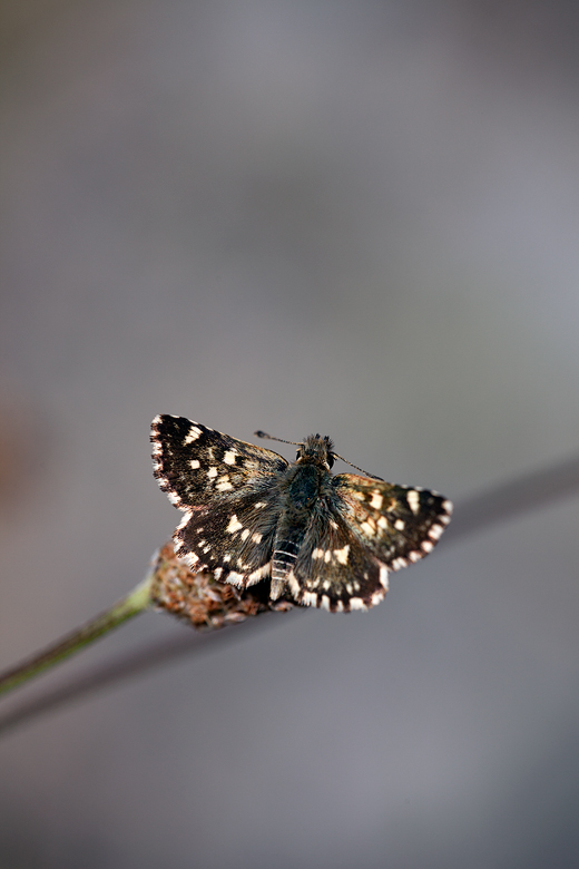 Spialia therapne