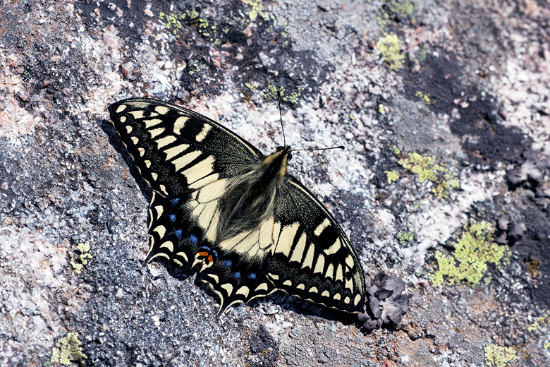 Papilio hospiton