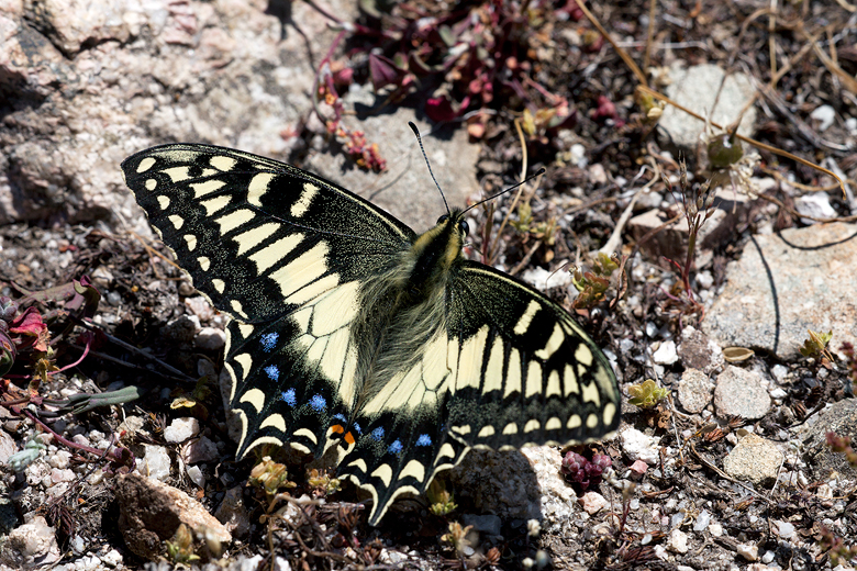 Papilio hospiton