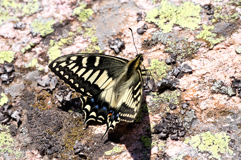 Papilio hospiton