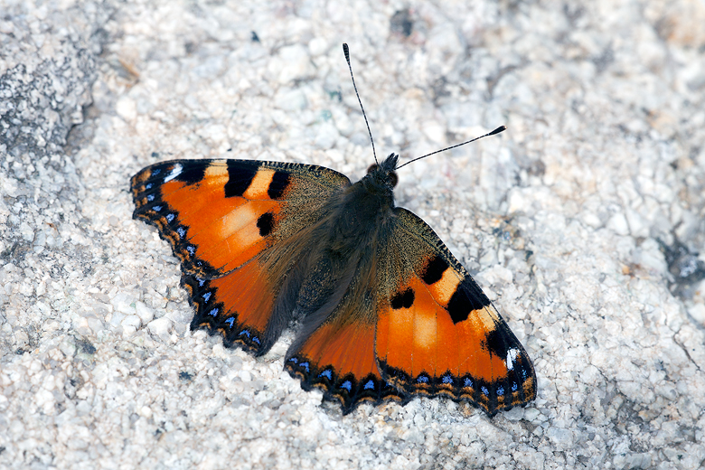 Aglais ichnusa