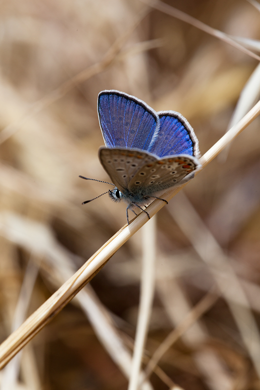 Polyommatus icarus