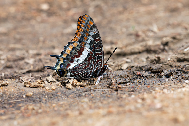 Charaxes jasius