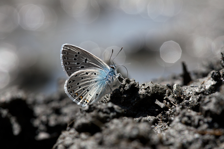 Polyommatus amandus