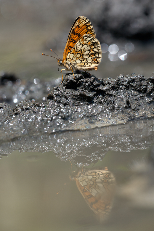 Melitaea athalia nevadensis