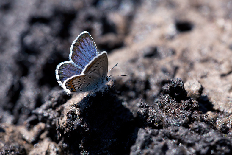 Plebejus idas (nevadensis)