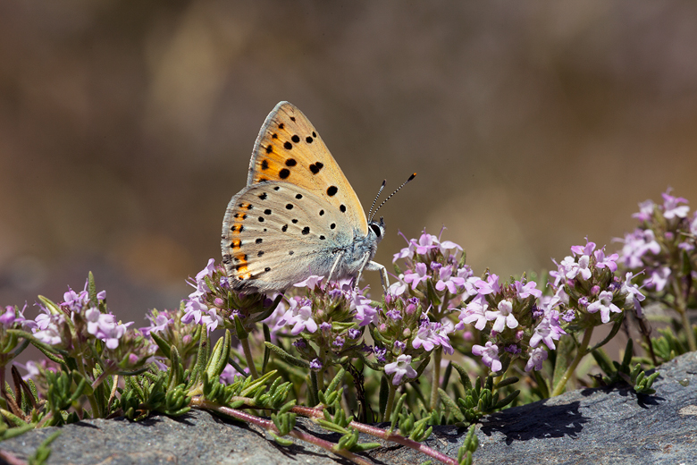 Lycaena alciphron (nevadensis)