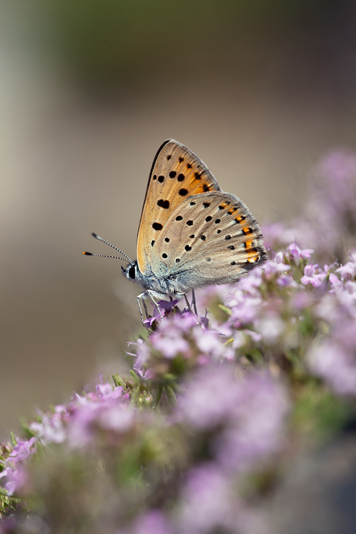 Lycaena alciphron (nevadensis)