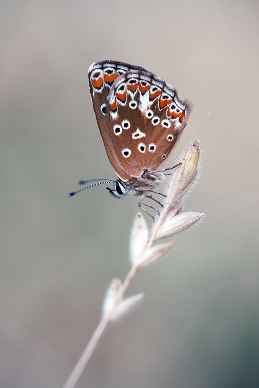 Aricia cramera