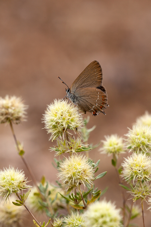 Satyrium esculi