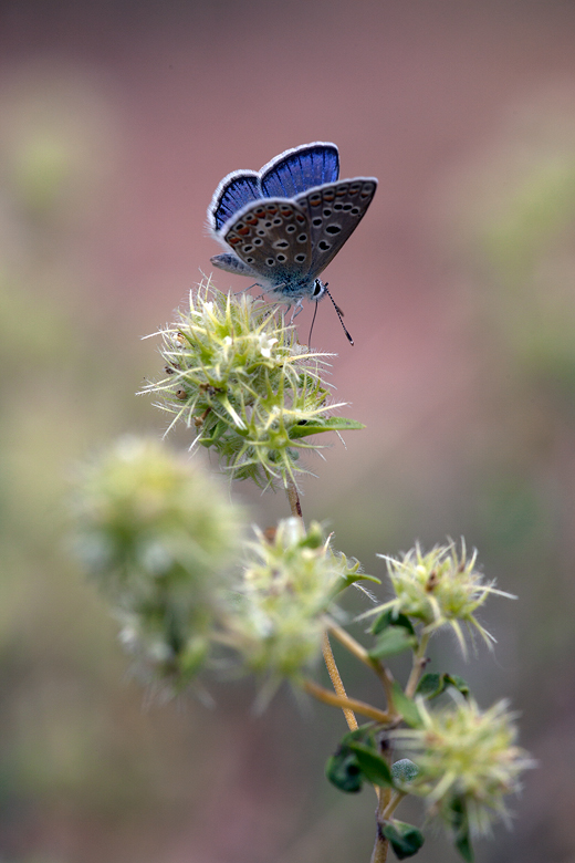 Polyommatus icarus