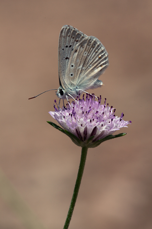 Polyommatus albicans